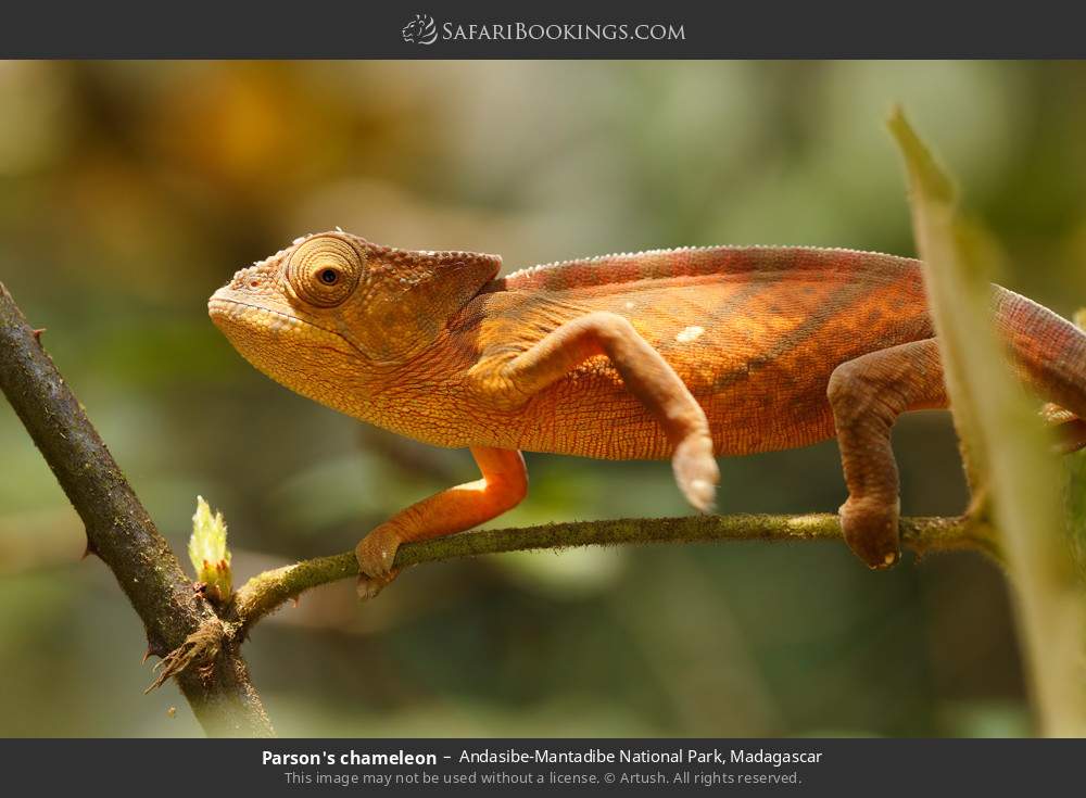 Parson's chameleon in Andasibe-Mantadibe National Park, Madagascar