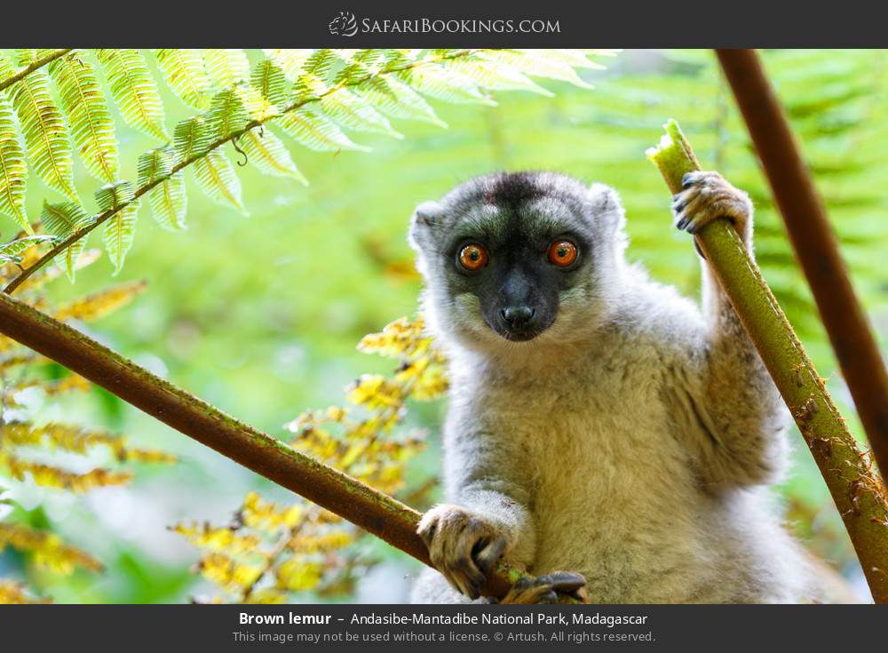 Common brown lemur in Andasibe-Mantadibe National Park, Madagascar