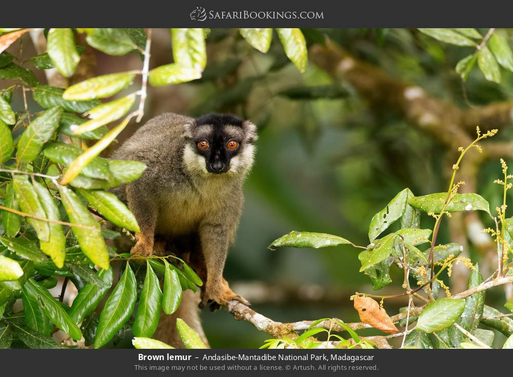 Common brown lemur in Andasibe-Mantadibe National Park, Madagascar