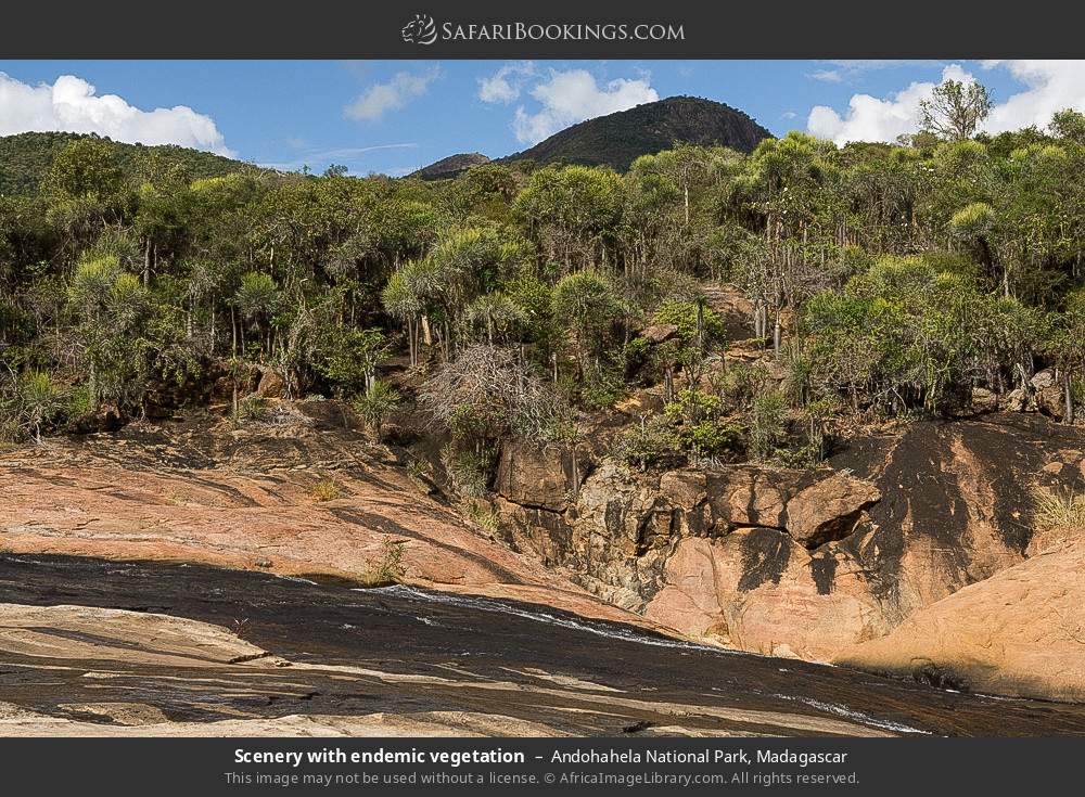 Scenery with endemic vegetation in Andohahela National Park, Madagascar