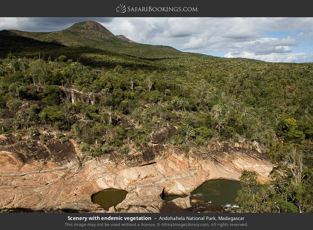 Scenery with endemic vegetation in Andohahela National Park, Madagascar