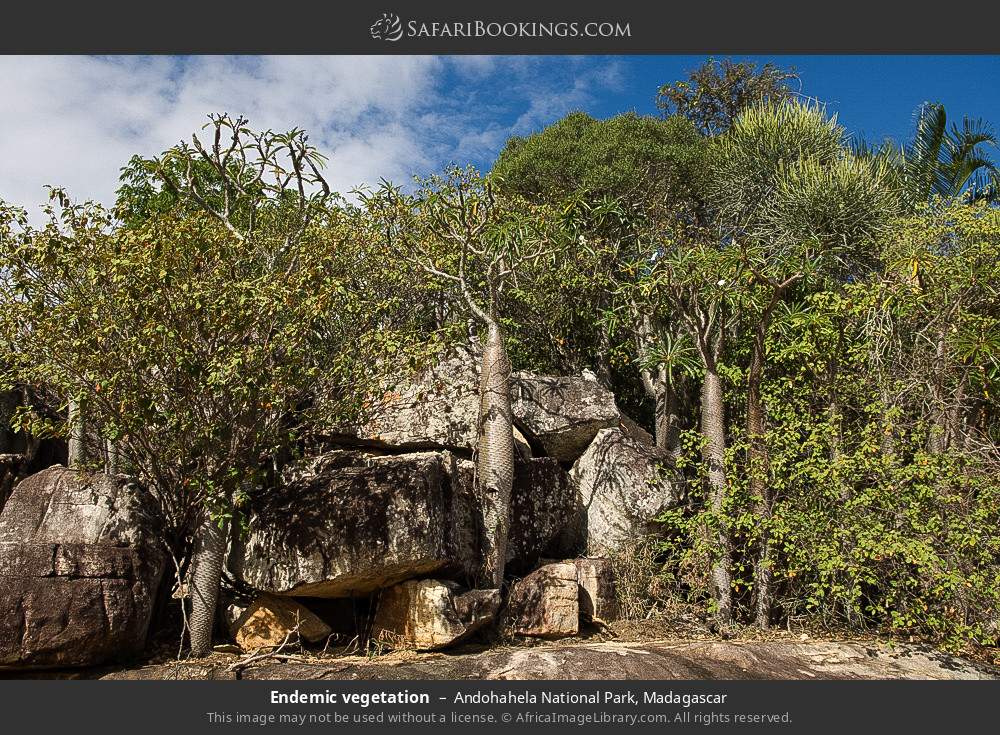 Endemic vegetation in Andohahela National Park, Madagascar