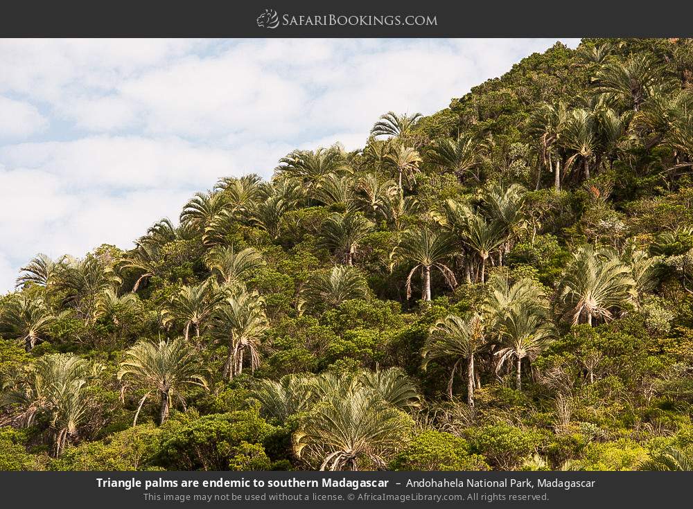 Triangle palms are endemic to southern Madagascar in Andohahela National Park, Madagascar
