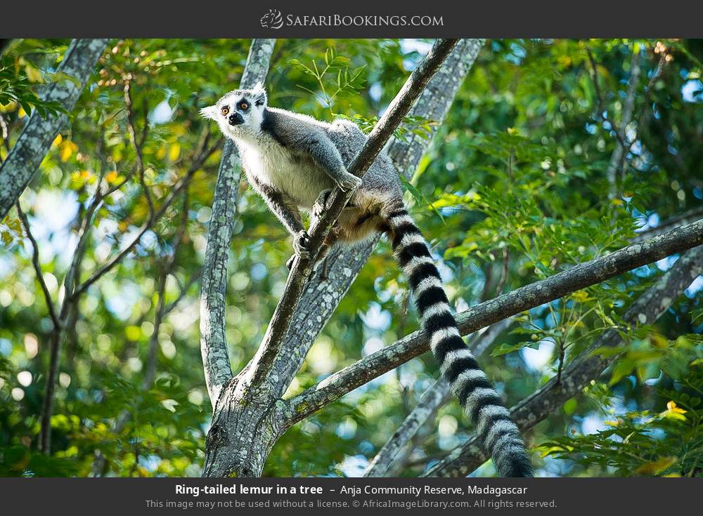 Ring-tailed lemur in a tree in Anja Community Reserve, Madagascar