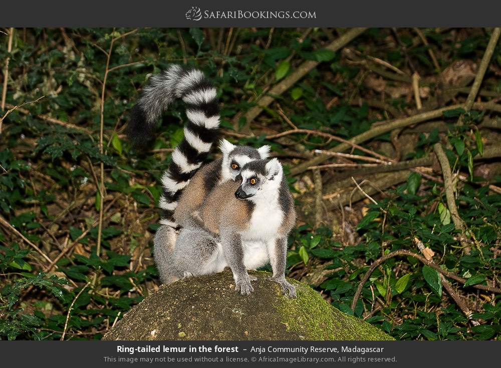 Ring-tailed lemur in the forest in Anja Community Reserve, Madagascar