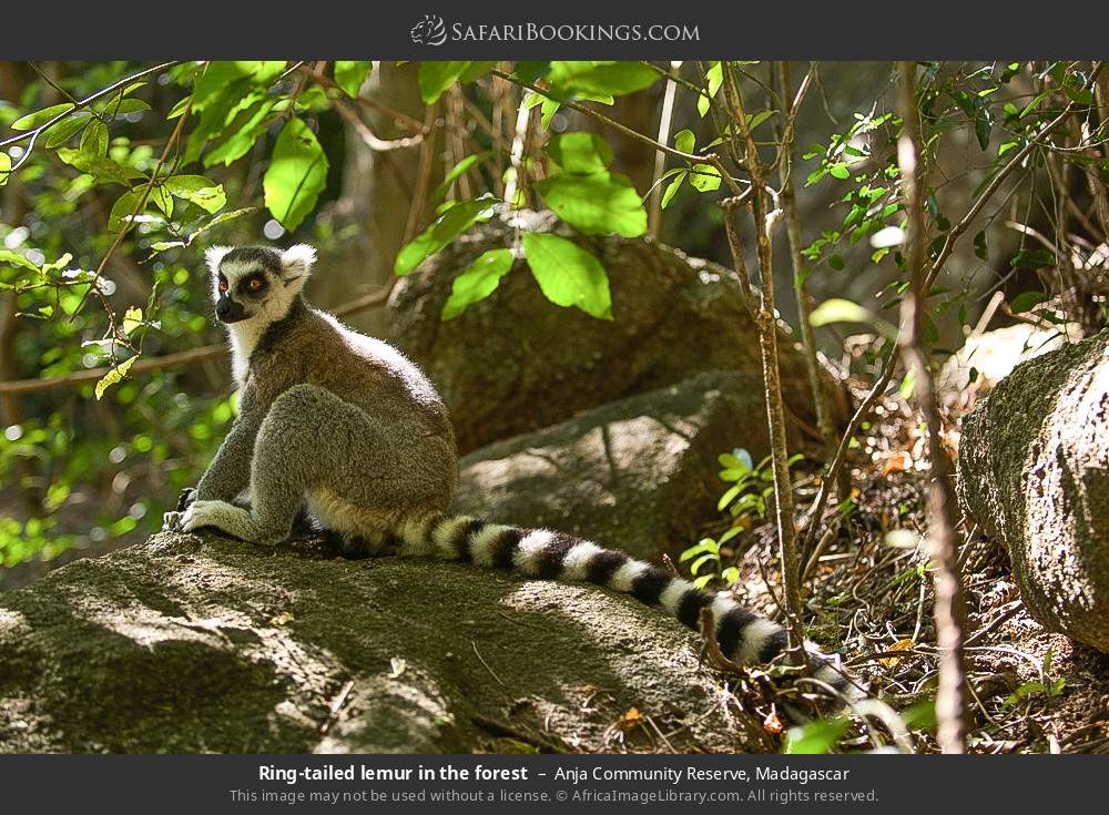Ring-tailed lemur in the forest in Anja Community Reserve, Madagascar