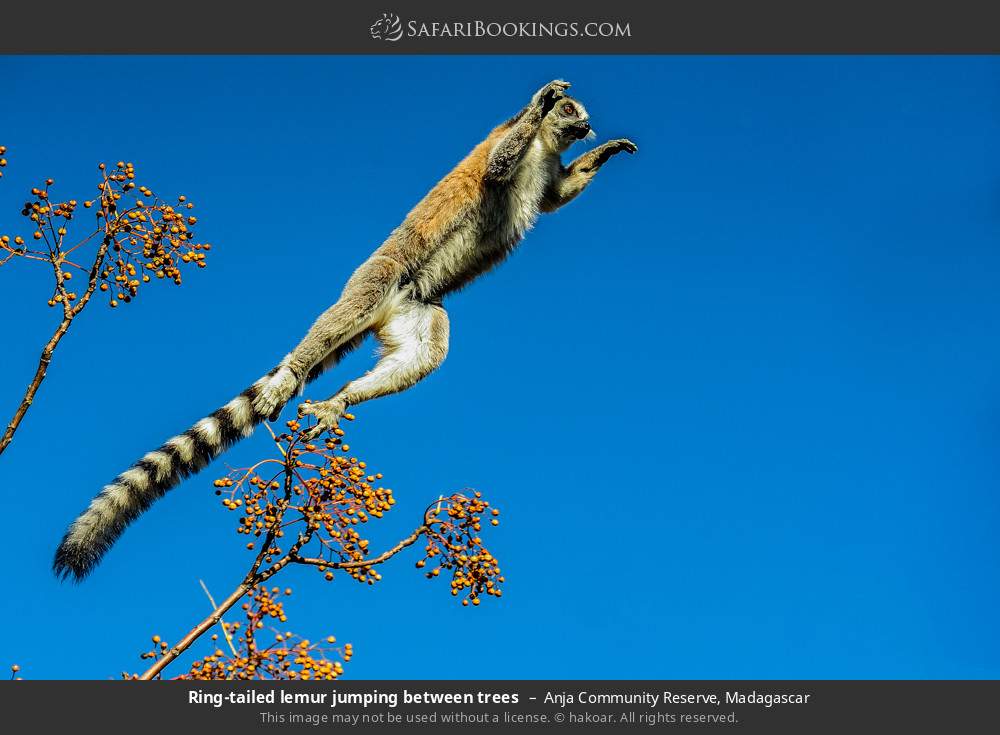 Ring-tailed lemur jumping between trees in Anja Community Reserve, Madagascar