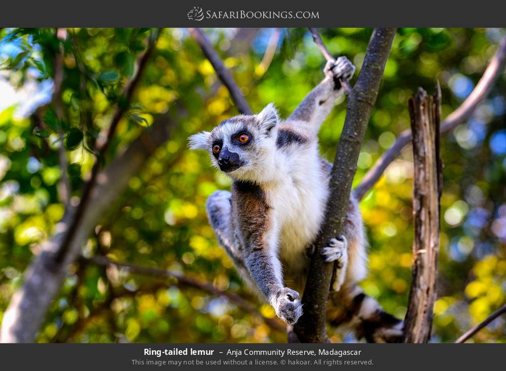 Ring-tailed lemur in Anja Community Reserve, Madagascar