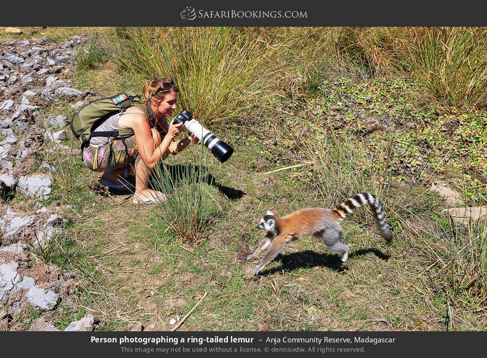 Person photographing a ring-tailed lemur in Anja Community Reserve, Madagascar