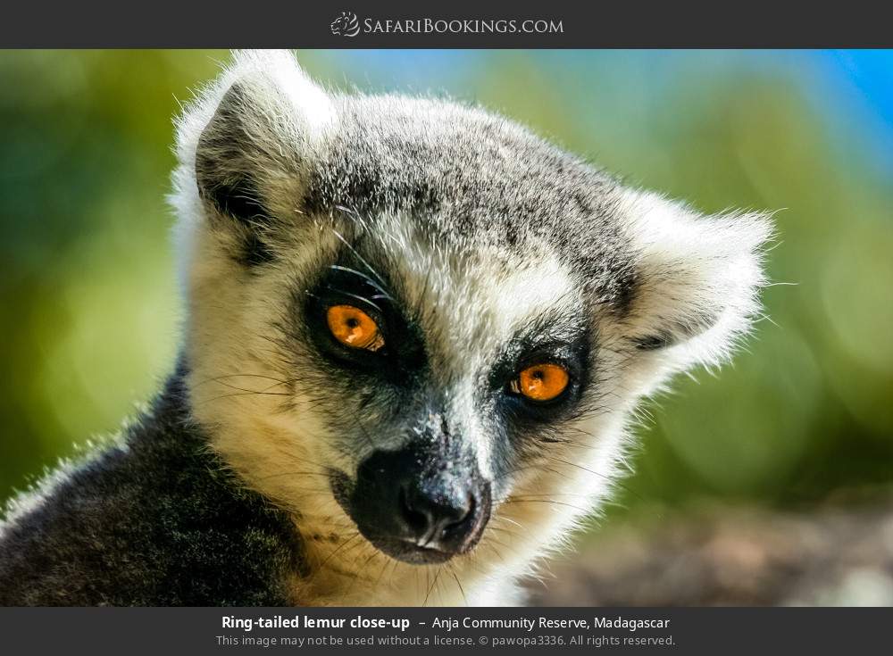 Ring-tailed lemur close-up in Anja Community Reserve, Madagascar