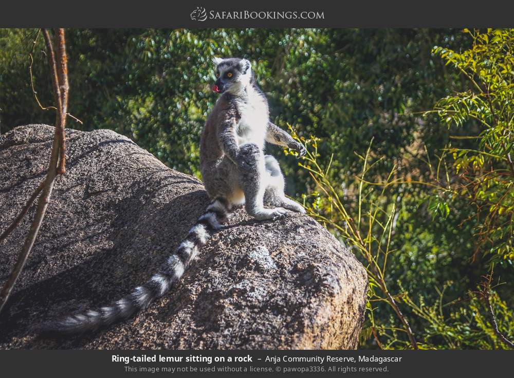 Ring-tailed lemur sitting on a rock in Anja Community Reserve, Madagascar