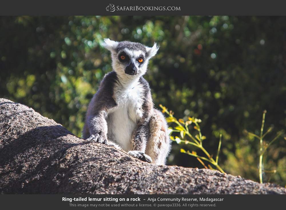 Ring-tailed lemur sitting on a rock in Anja Community Reserve, Madagascar
