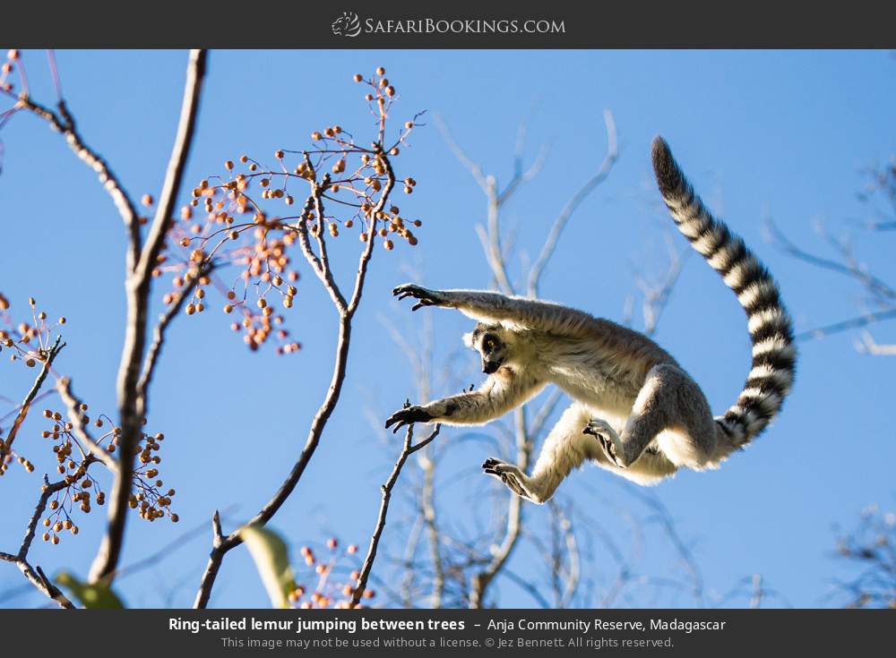 Ring-tailed lemur jumping between trees in Anja Community Reserve, Madagascar
