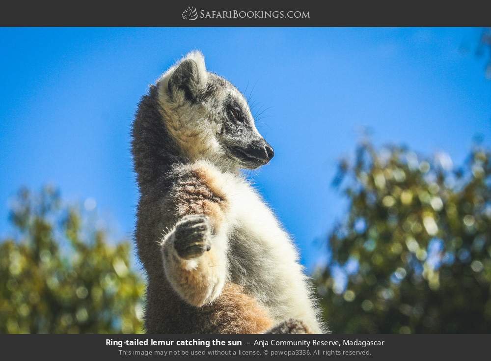 Ring-tailed lemur catching the sun in Anja Community Reserve, Madagascar