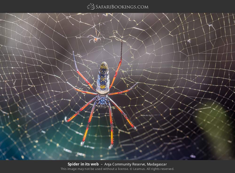 Spider in its web in Anja Community Reserve, Madagascar