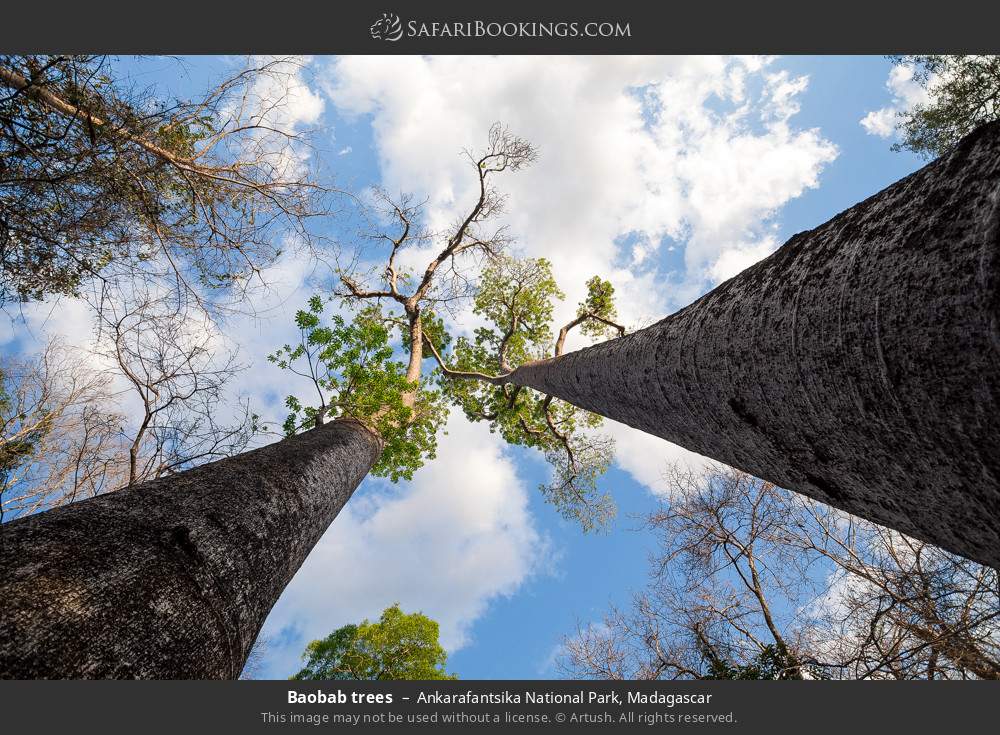 Baobab trees in Ankarafantsika National Park, Madagascar