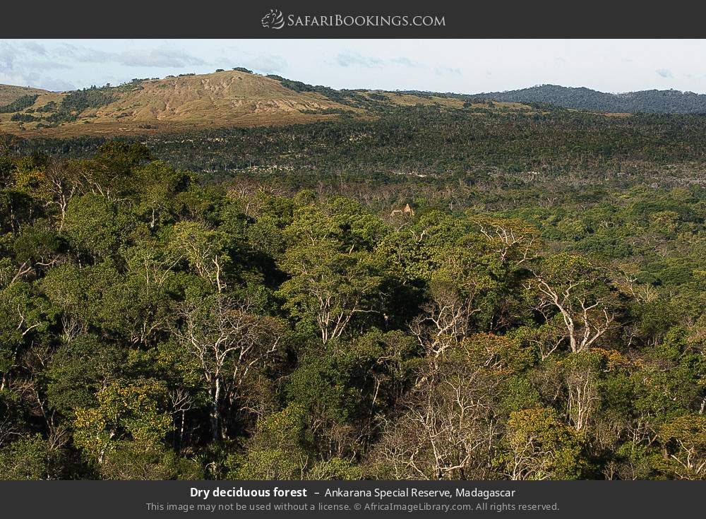 Dry deciduous forest in Ankarana Special Reserve, Madagascar