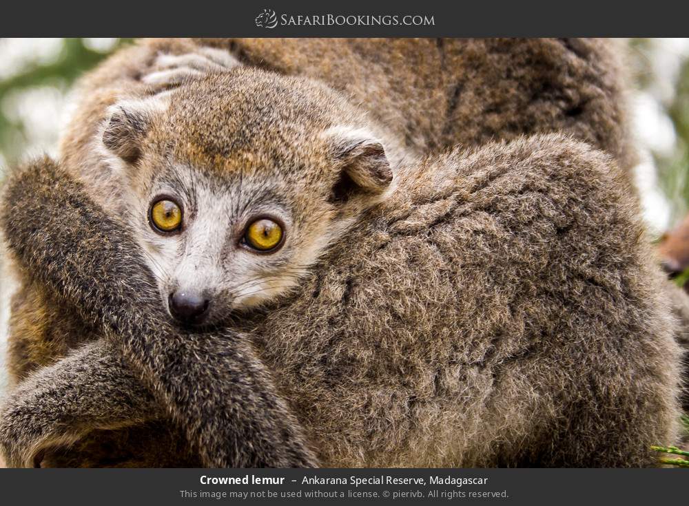 Crowned lemur in Ankarana Special Reserve, Madagascar