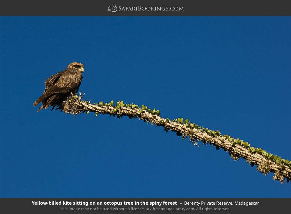 Yellow-billed kite sitting on an octopus tree in the spiny forest in Berenty Private Reserve, Madagascar