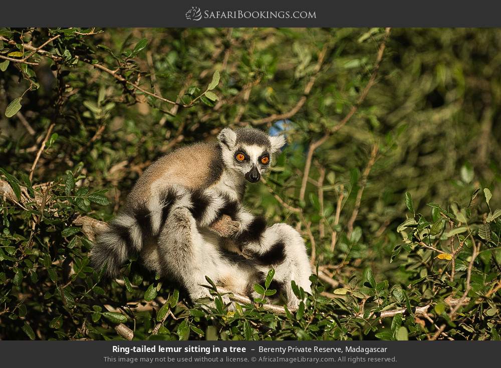 Ring-tailed lemur sitting in a tree in Berenty Private Reserve, Madagascar