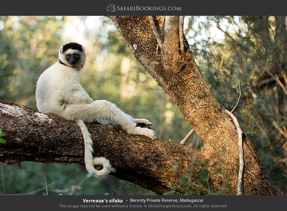 Verreaux's sifaka in Berenty Private Reserve, Madagascar