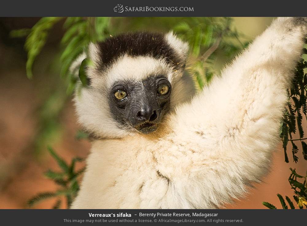 Verreaux's sifaka in Berenty Private Reserve, Madagascar