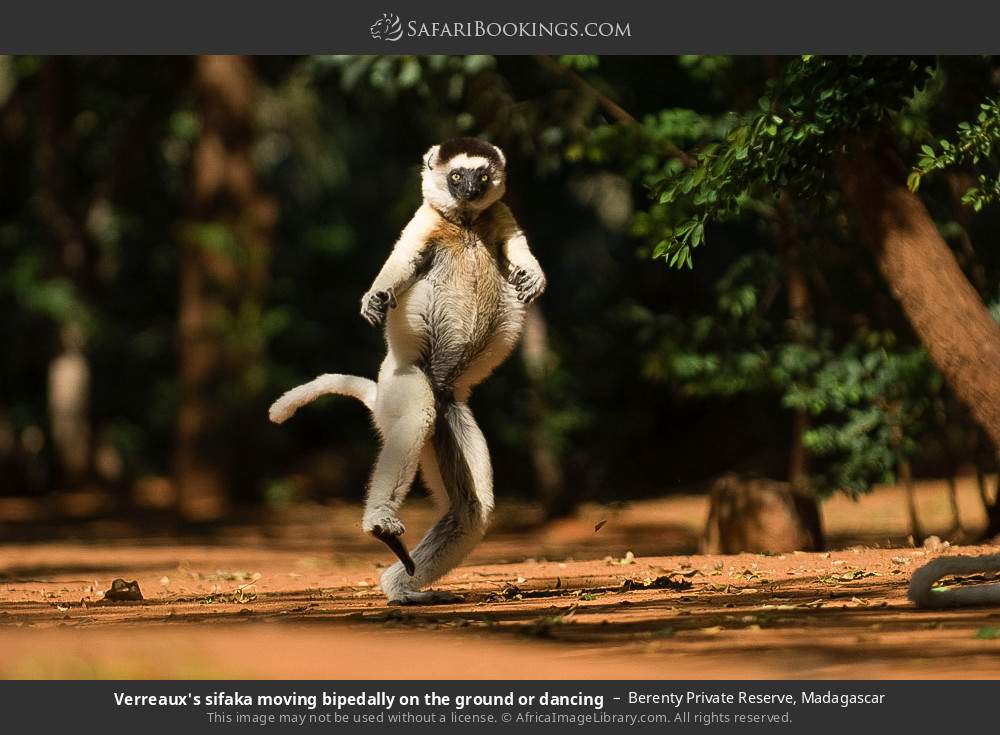 Verreaux's sifaka moving bipedally on the ground or dancing in Berenty Private Reserve, Madagascar