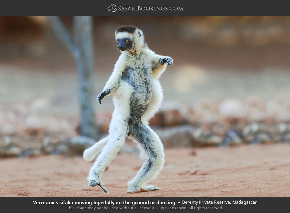 Verreaux's sifaka moving bipedally on the ground or dancing in Berenty Private Reserve, Madagascar