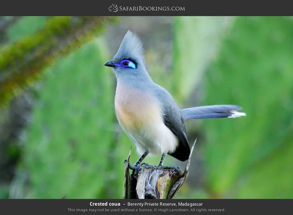 Crested coua in Berenty Private Reserve, Madagascar