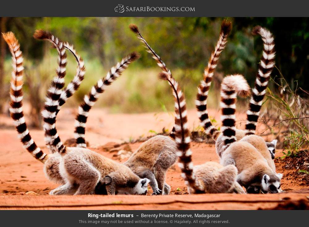 Ring-tailed lemurs in Berenty Private Reserve, Madagascar