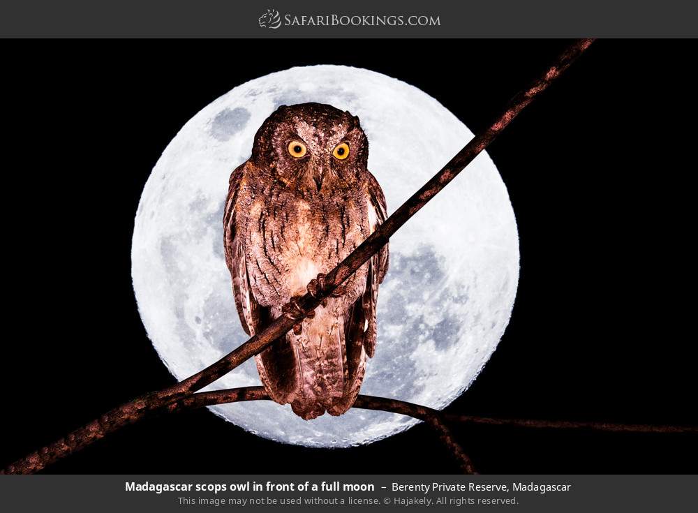 Madagascar scops owl in front of a full moon in Berenty Private Reserve, Madagascar
