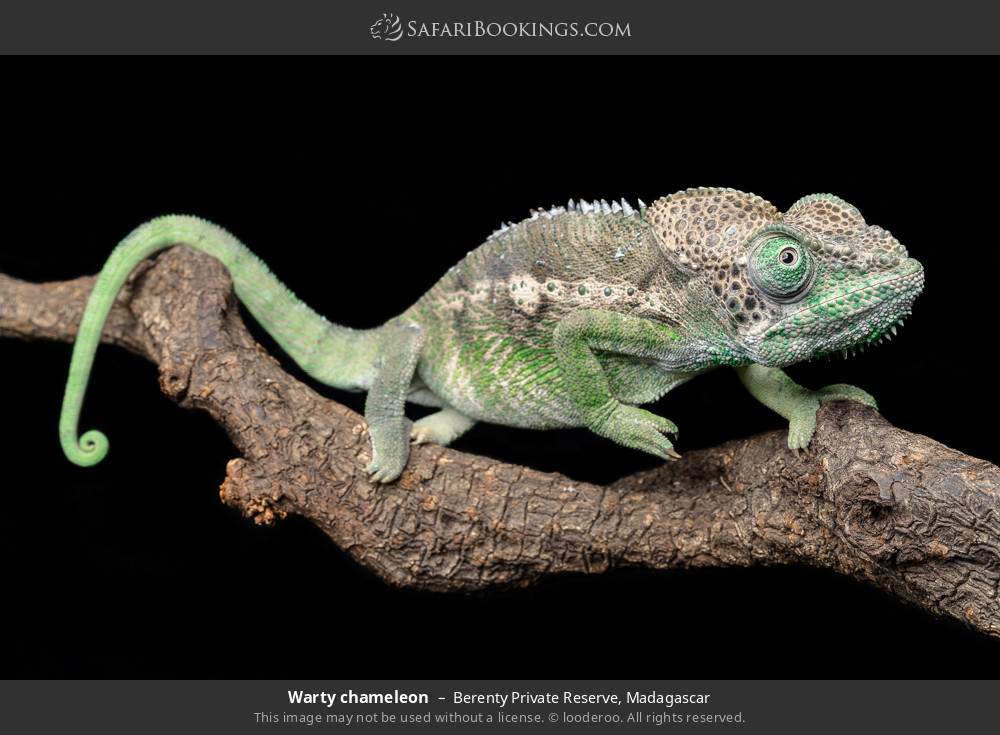 Warty chameleon in Berenty Private Reserve, Madagascar