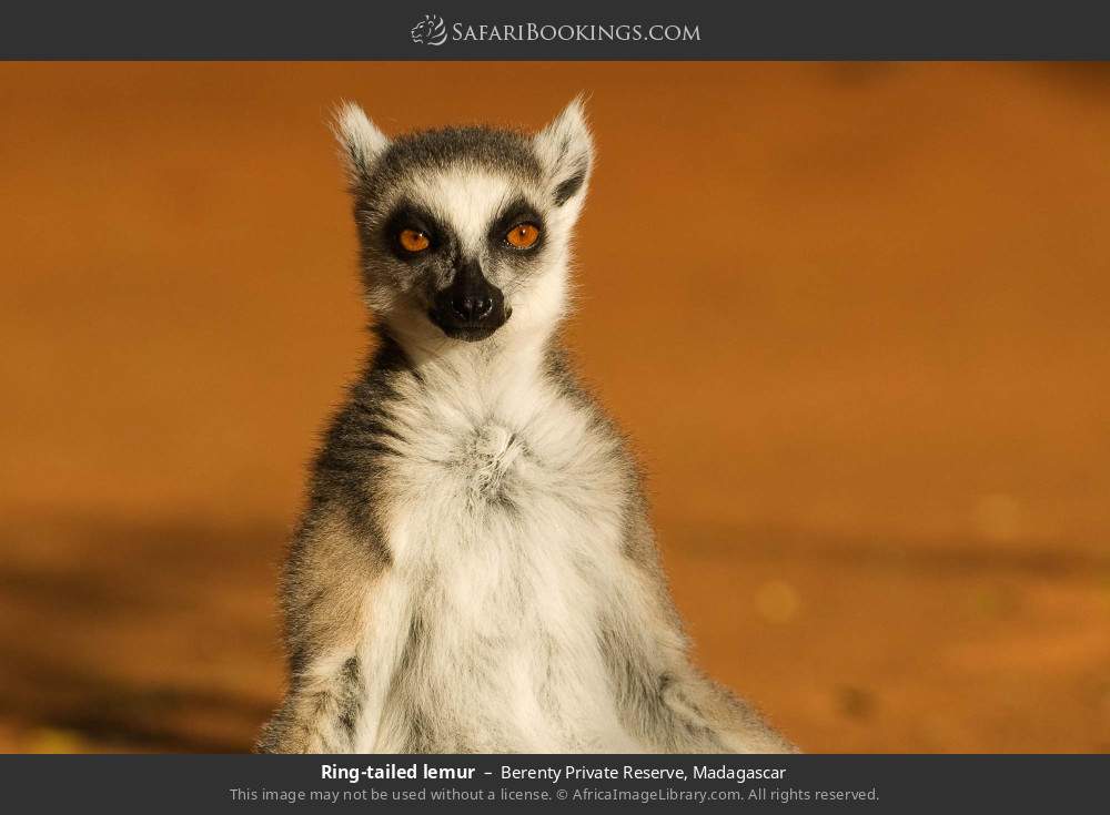 Ring-tailed lemur in Berenty Private Reserve, Madagascar