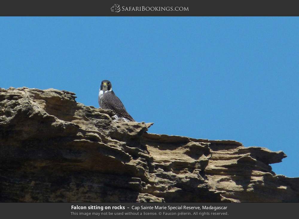Falcon sitting on rocks in Cap Sainte Marie Special Reserve, Madagascar