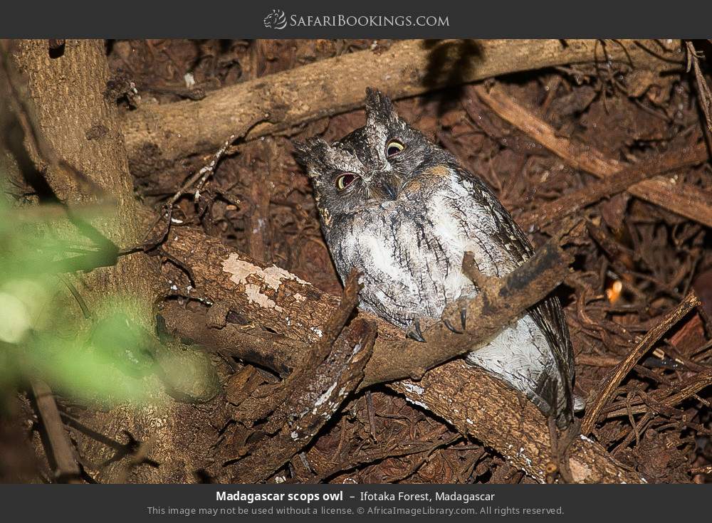 Madagascar scops owl in Ifotaka Forest, Madagascar