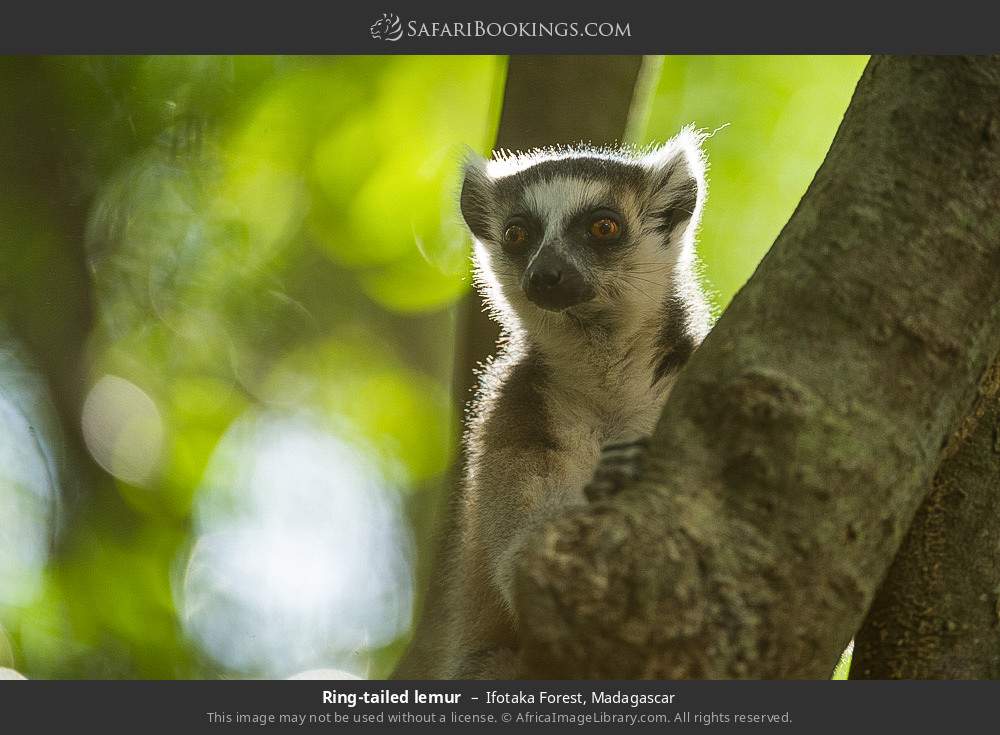 Ring-tailed lemur in Ifotaka Forest, Madagascar