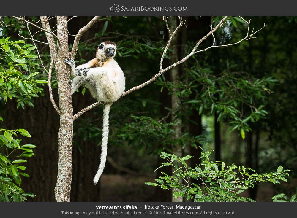 Verreaux's sifaka in Ifotaka Forest, Madagascar