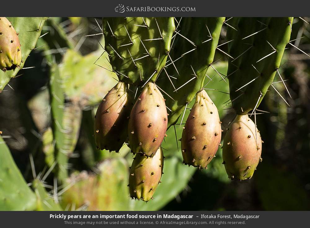 Prickly pears are an important food source in Madagascar in Ifotaka Forest, Madagascar
