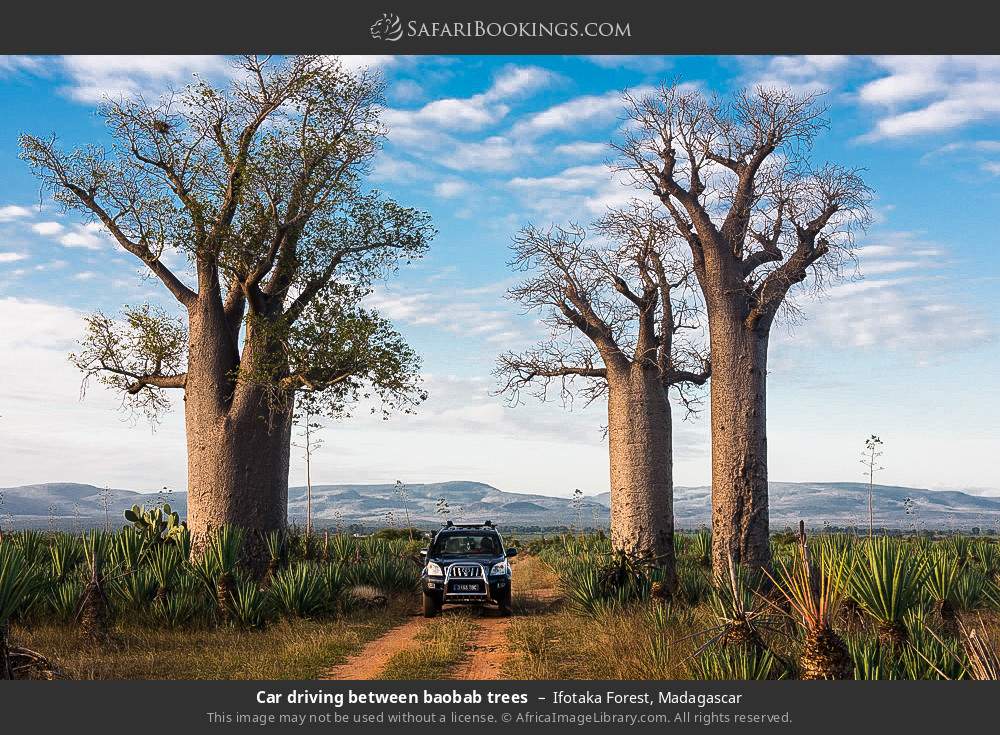 Car driving between baobab trees in Ifotaka Forest, Madagascar