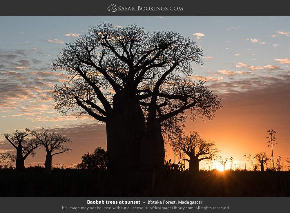 Baobab trees at sunset in Ifotaka Forest, Madagascar