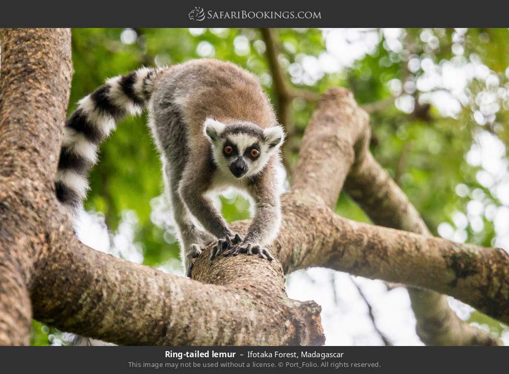 Ring-tailed lemur in Ifotaka Forest, Madagascar