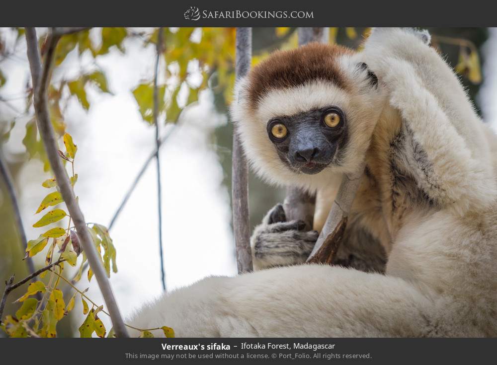 Verreaux's sifaka in Ifotaka Forest, Madagascar