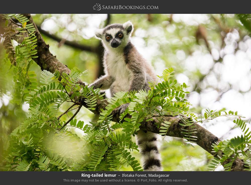 Ring-tailed lemur in Ifotaka Forest, Madagascar