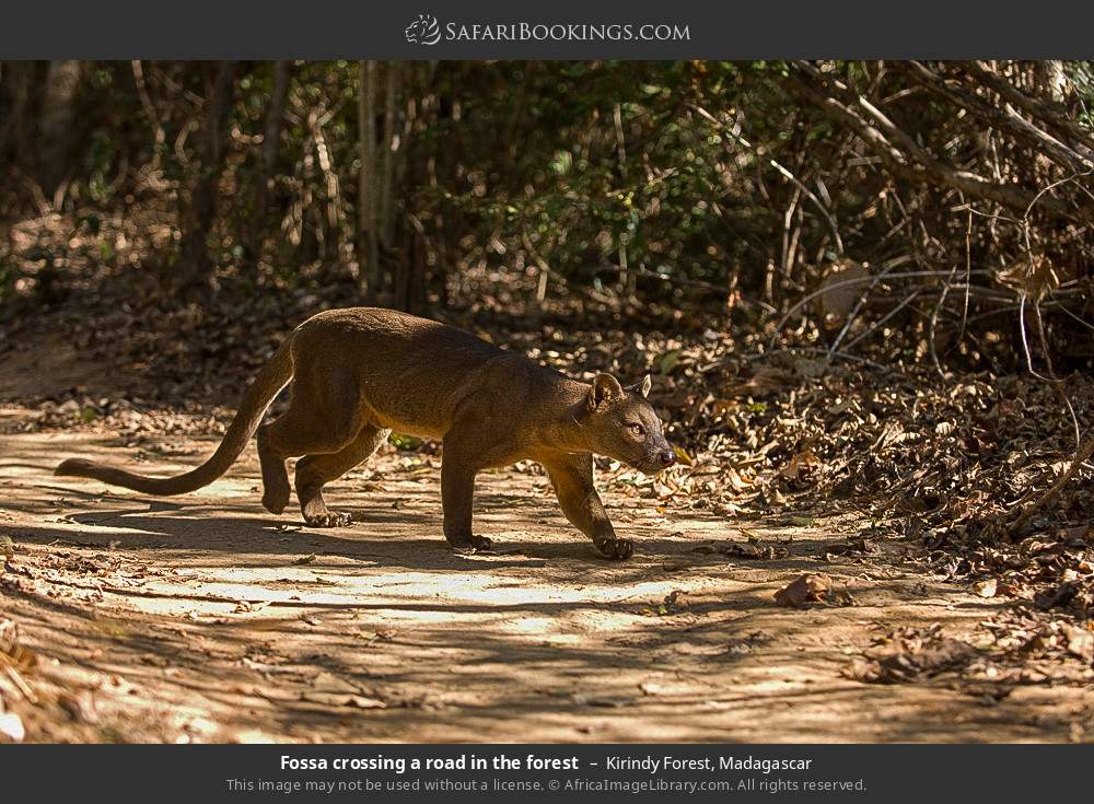 Fossa crossing a road in the forest in Kirindy Forest, Madagascar