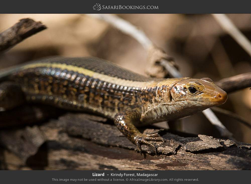 Lizard in Kirindy Forest, Madagascar
