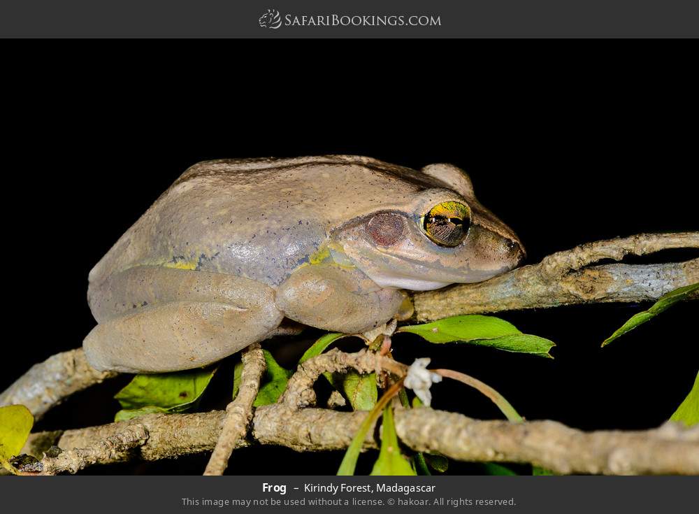 Frog in Kirindy Forest, Madagascar