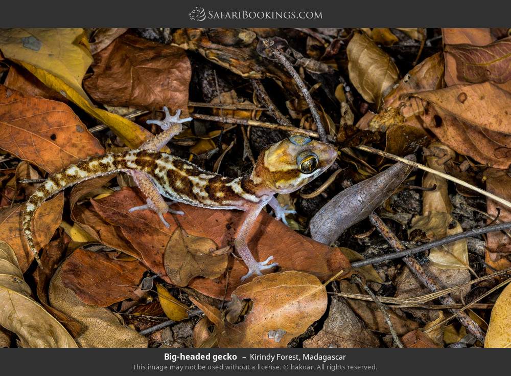 Big-headed gecko in Kirindy Forest, Madagascar