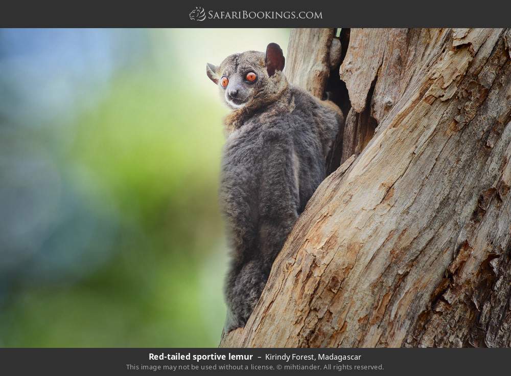 Red-tailed sportive lemur in Kirindy Forest, Madagascar
