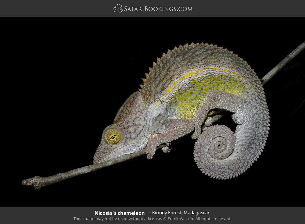 Nicosia's chameleon in Kirindy Forest, Madagascar