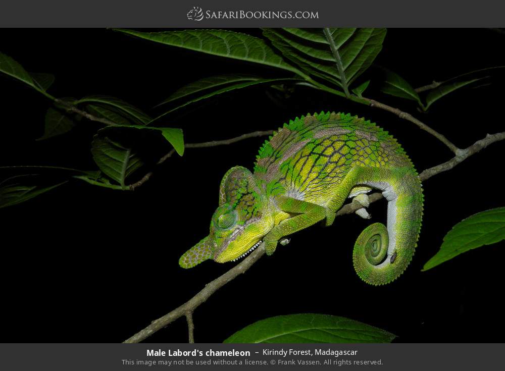 Male Labord's chameleon in Kirindy Forest, Madagascar